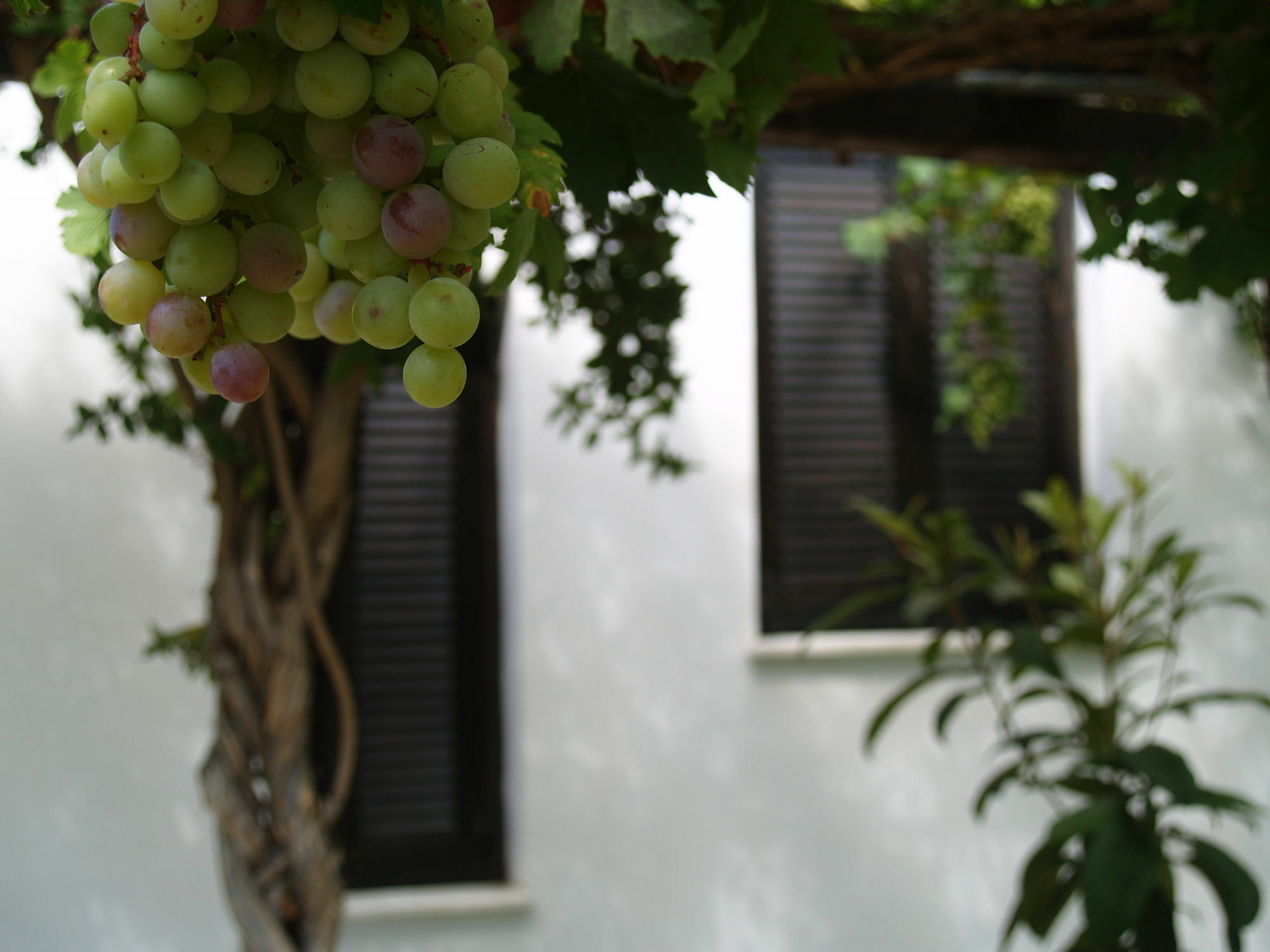 Dolphin Apartments Frangocastelo Ngoại thất bức ảnh